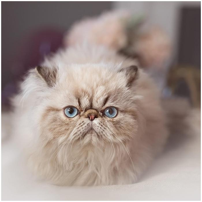 猫咪图鉴加菲猫