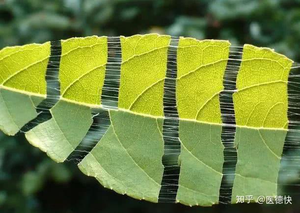 对的!拉丝可是杜仲天然的防伪标志医生