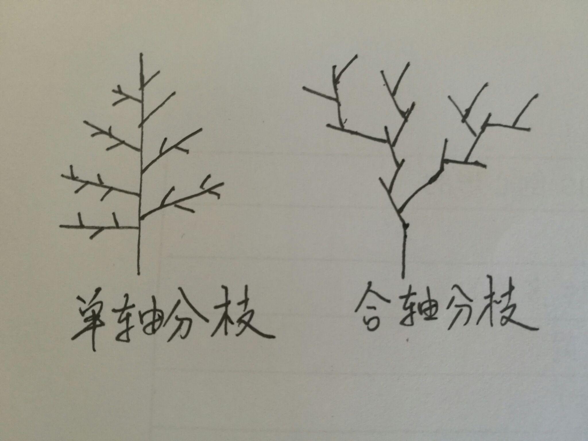 竹子在没有根的情况下可以扦插繁殖吗？ - 知乎