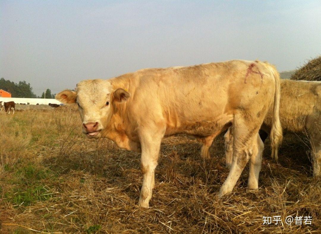 原产于挪威,乳肉兼用,抗病能力强,繁殖强,挪威红牛原产于英吉利海峡南