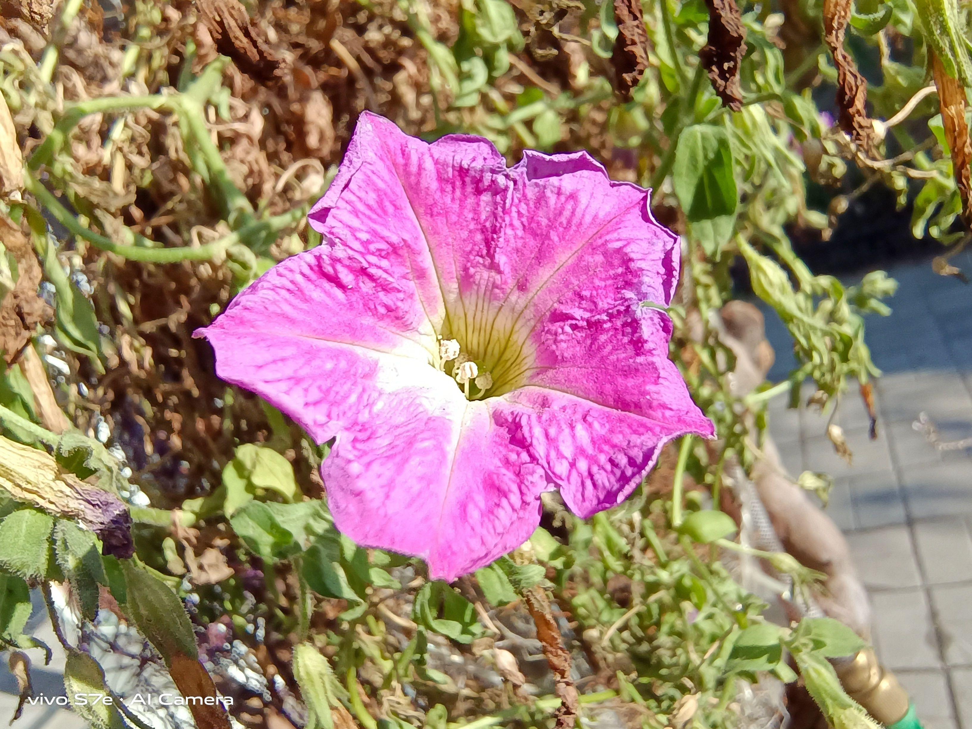 vivos7e体验171克还有直出即精修的美颜效果