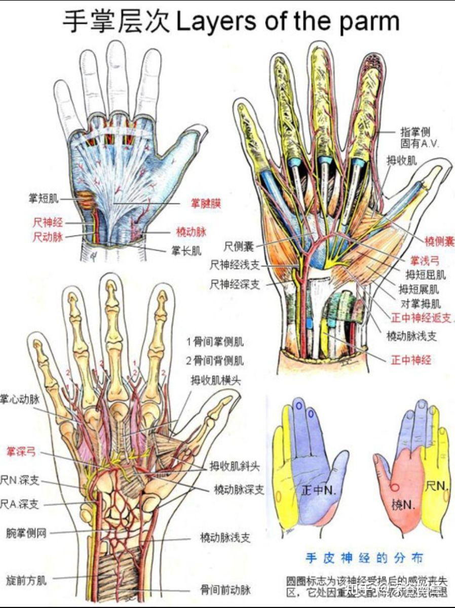 手指神经结构图图片