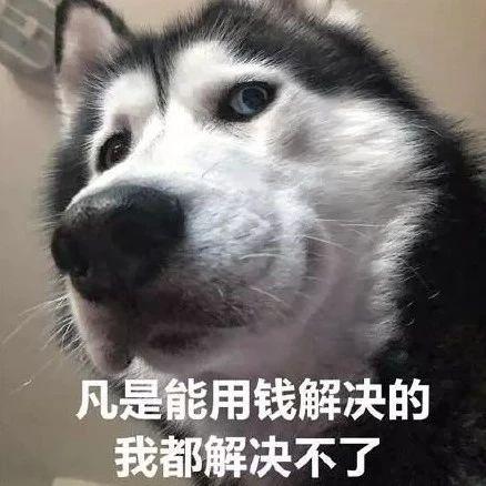 沙雕狗狗表情包來襲趕緊收起來