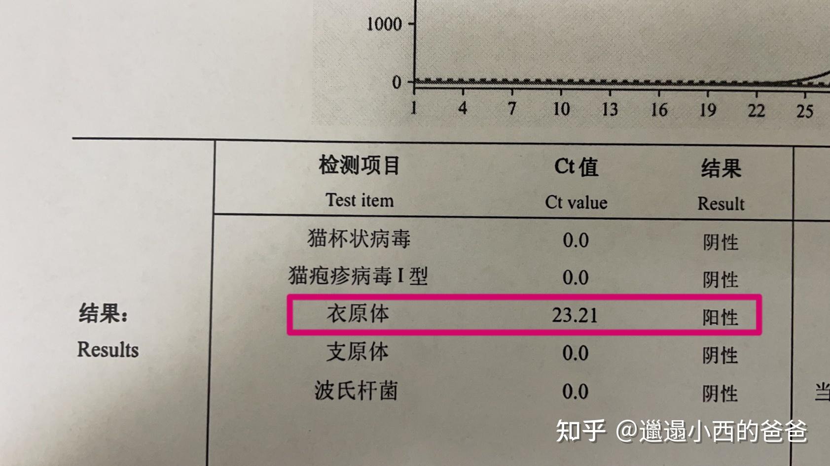 猫咪眼科结膜炎之衣原体