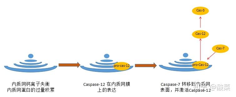 做细胞凋亡实验，这3条通路、6种方法你都知道吗？ - 知乎