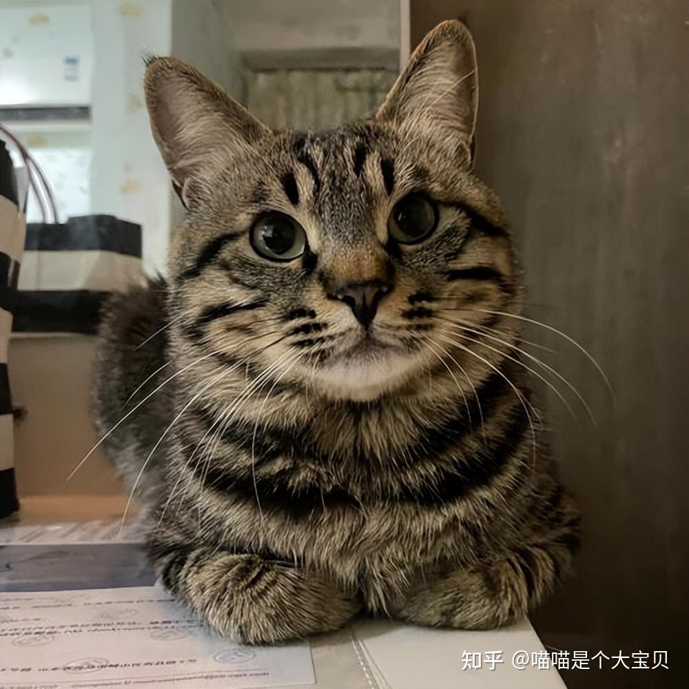 不瞒你说，猫咪“揣手手”，其实是有这些含义 - 知乎