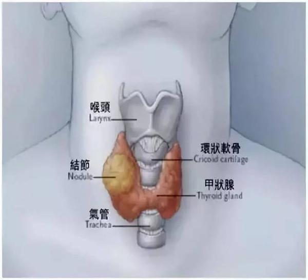 脖子器官图分布图图片