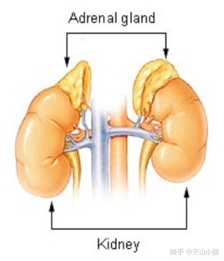 肾上腺(the adrenal glands)
