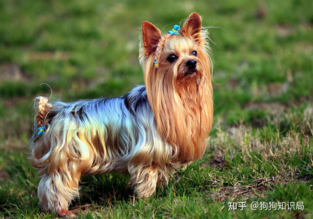 养什么狗最省心这几种狗少生病又漂亮新手也能养