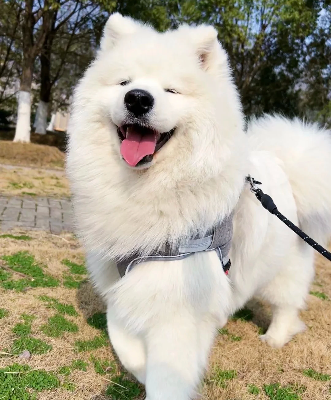 本命mpv在手全家出行终于有招了