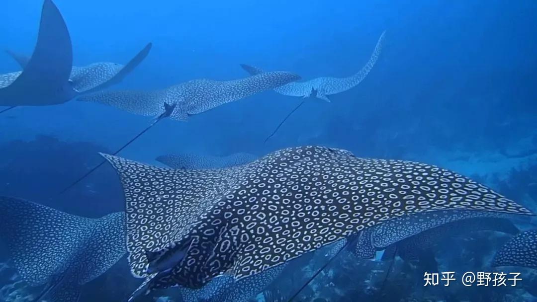 几乎每次潜水都能遇到,而在冬季,还有可能邂逅驼背鲸,斑点蝠鲼和man