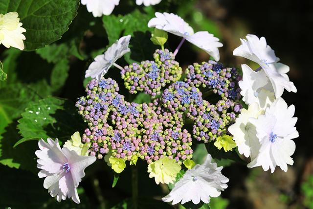 五一小長假快來成都後花園賞花遊玩吧