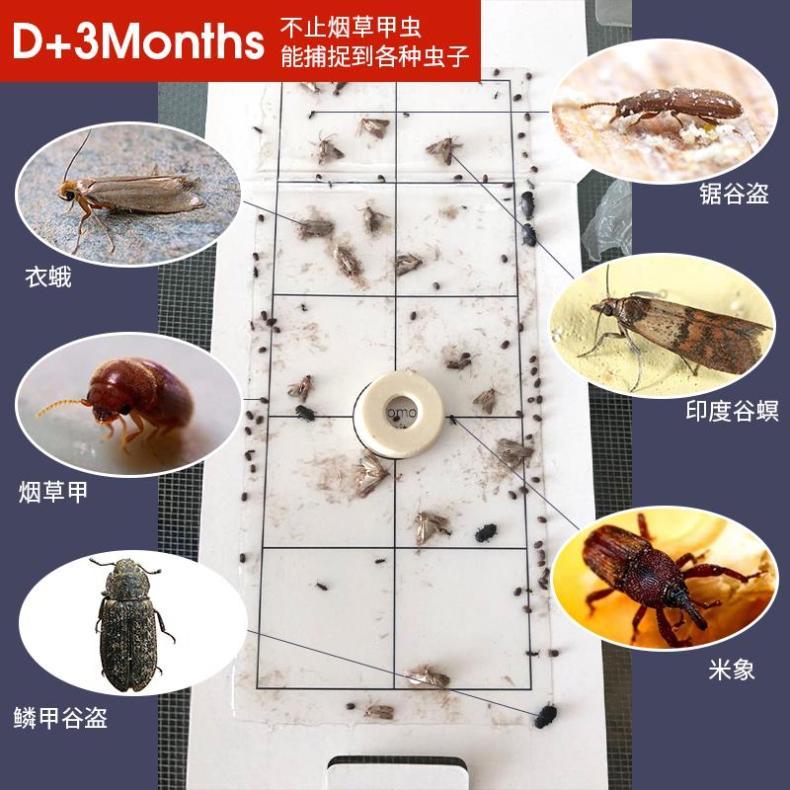 烟草甲虫如何消灭