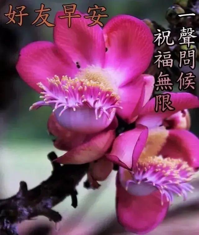 好看又唯美的鮮花早上好動態圖片帶字,早安圖片祝福問候句子 - 知乎