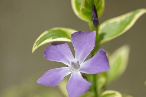 四月上旬诞生花