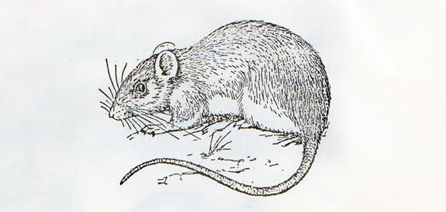 农田害鼠种类黄毛鼠的危害及防治方法