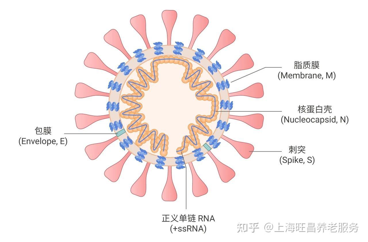 尖峰 新冠图片