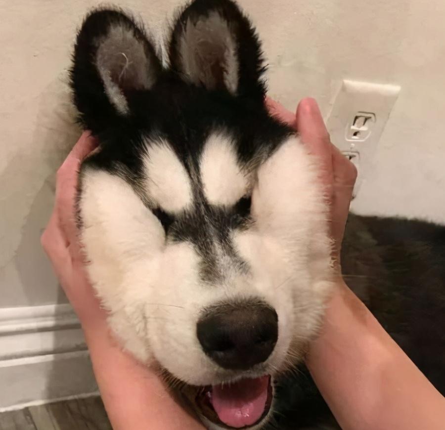 狗狗生日沙雕文案,狗狗生日沙雕文案搞笑