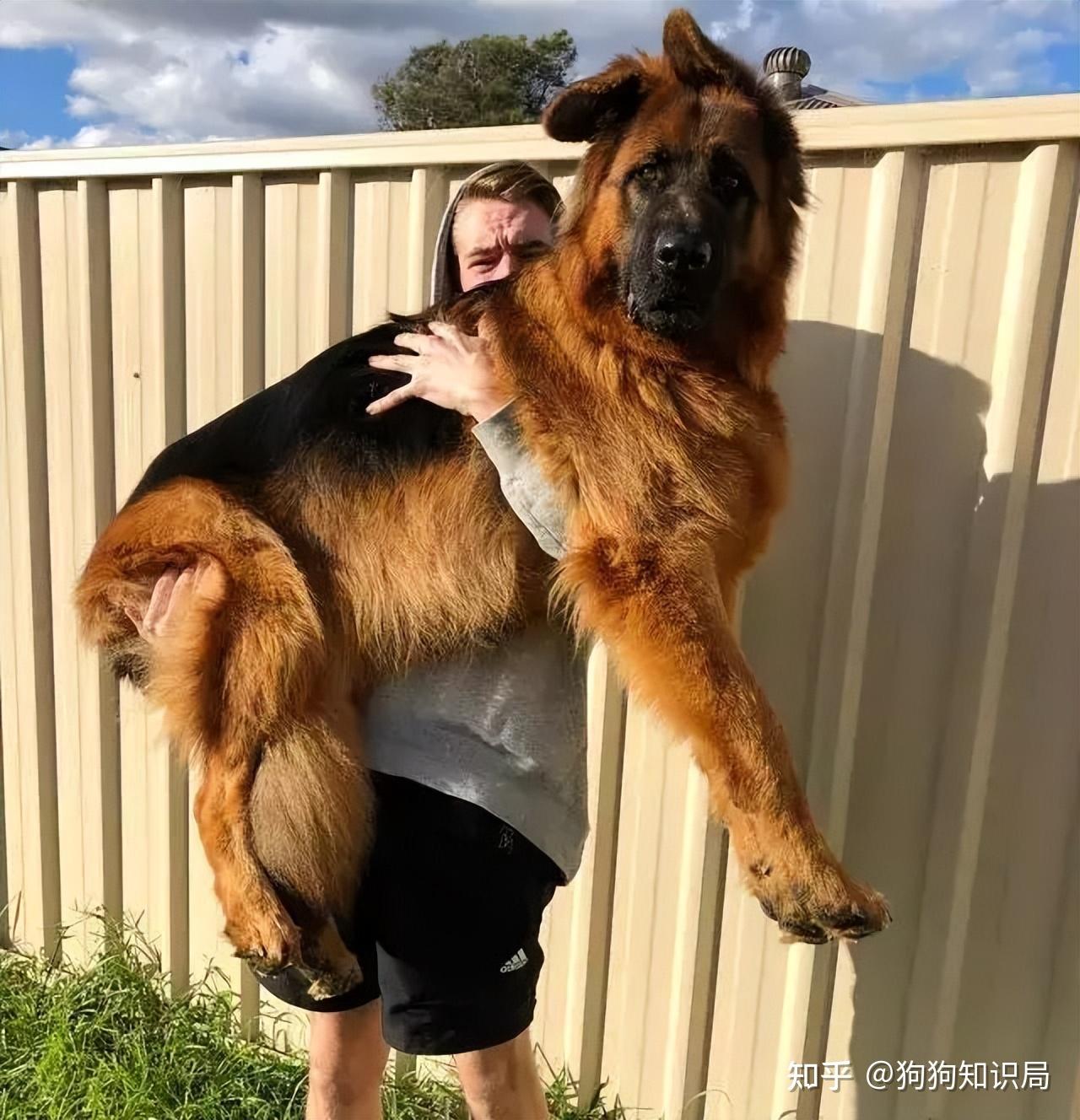 这几种狗狗外表“大老虎”，内心“小公举”，很爱撒娇！ - 知乎