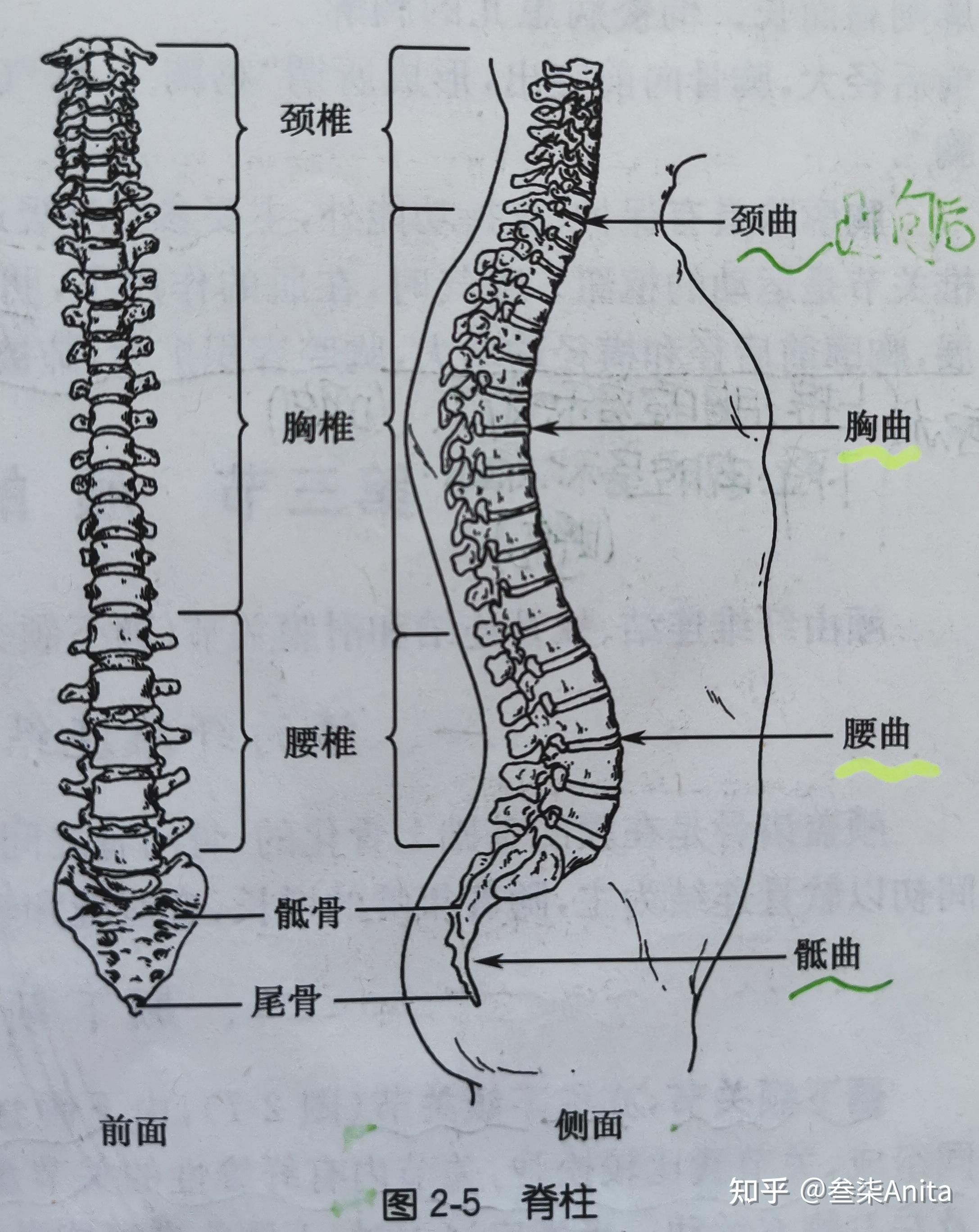 脊柱以及4个生理性弯曲(wirbels01ule)四肢相同的颜色象征相应的