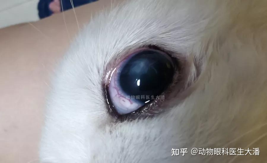 犬角膜溶解角膜穿孔的治疗