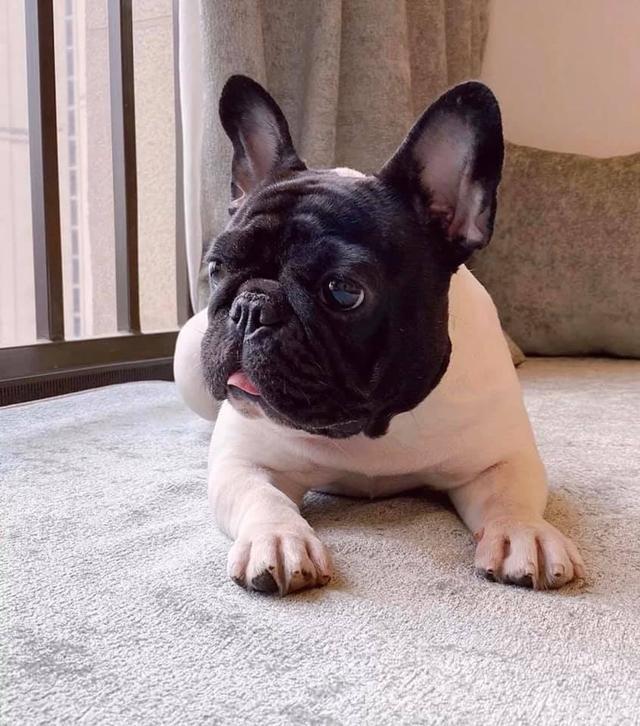 都是比较常见的,但是这只法斗妹妹