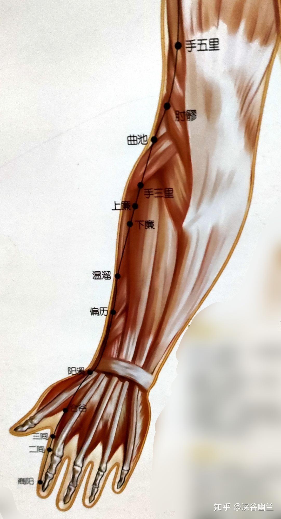 21,手三里(shou san li)穴在前臂背面桡侧,当阳溪与曲池连线上,肘横纹