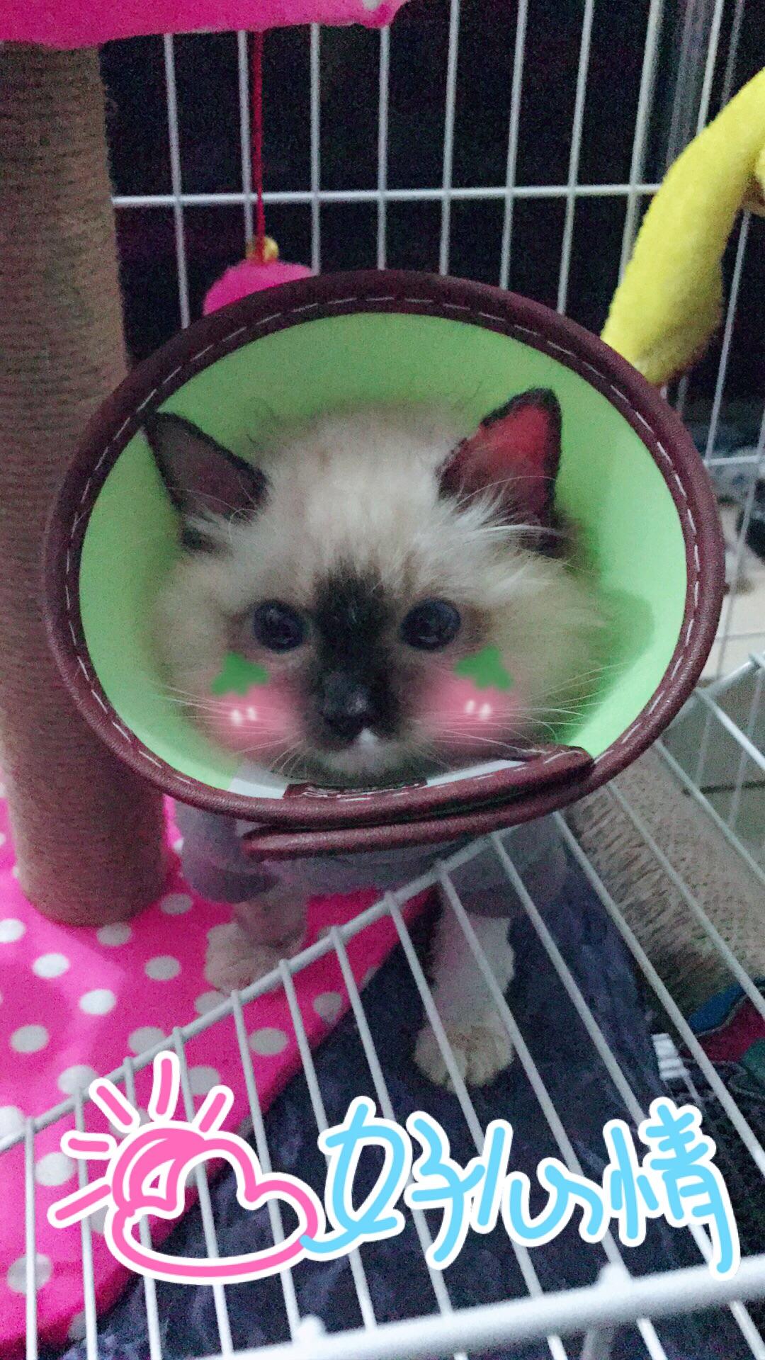 两个月大的猫得了猫藓怎么办。?