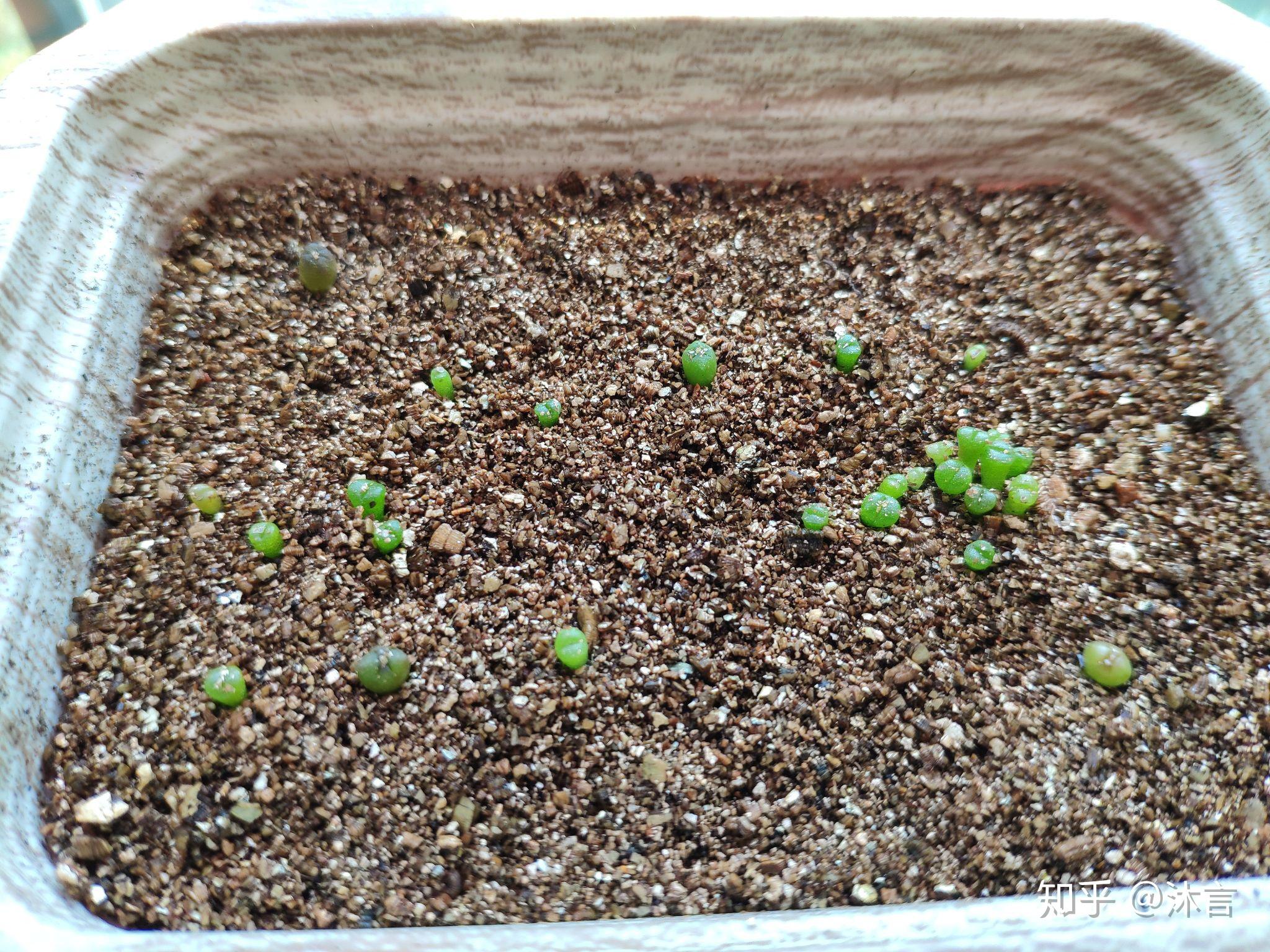 生石花播种记录记录生长过程持续更新