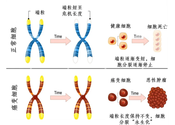 端粒长度:生命衰老的分子时钟 - 知乎