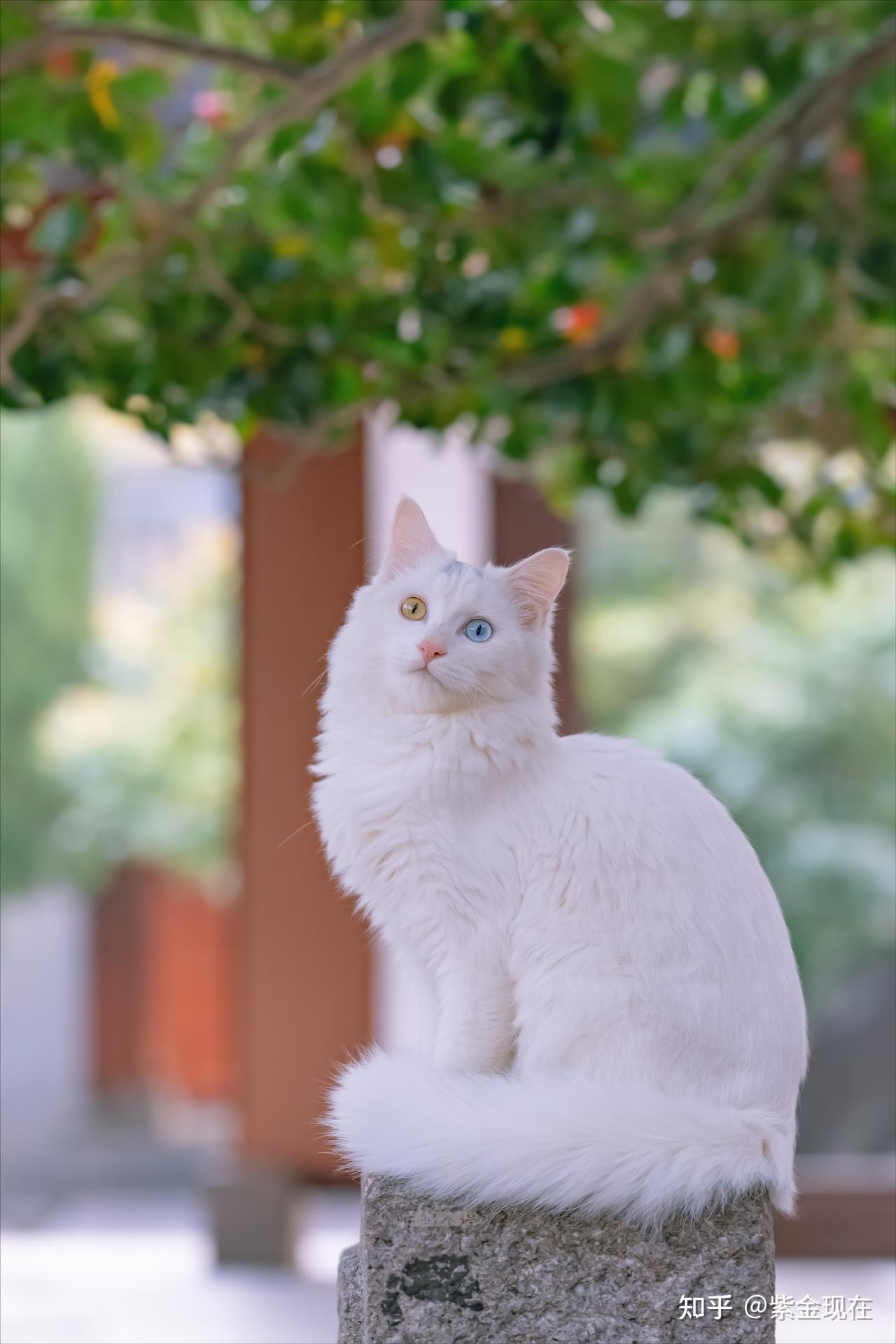 英短 双血统 纯白 白猫 照片 - 知乎