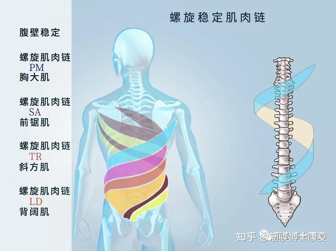 人体十二条肌肉链图片