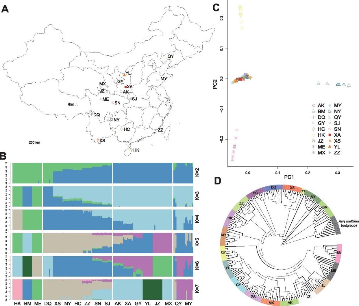 Population Genomics Provide Insights into the Evolution and Adaptation ...