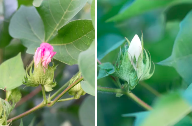 5月末,气温逐渐回升,外围种植的毛豆等陆续成熟,棉花叶子也露了头.