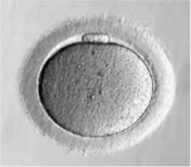 卵细胞肉眼图片