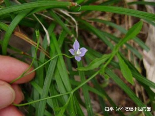 50种长在农村的常见中草药，却不知它们的神奇功效！ - 知乎