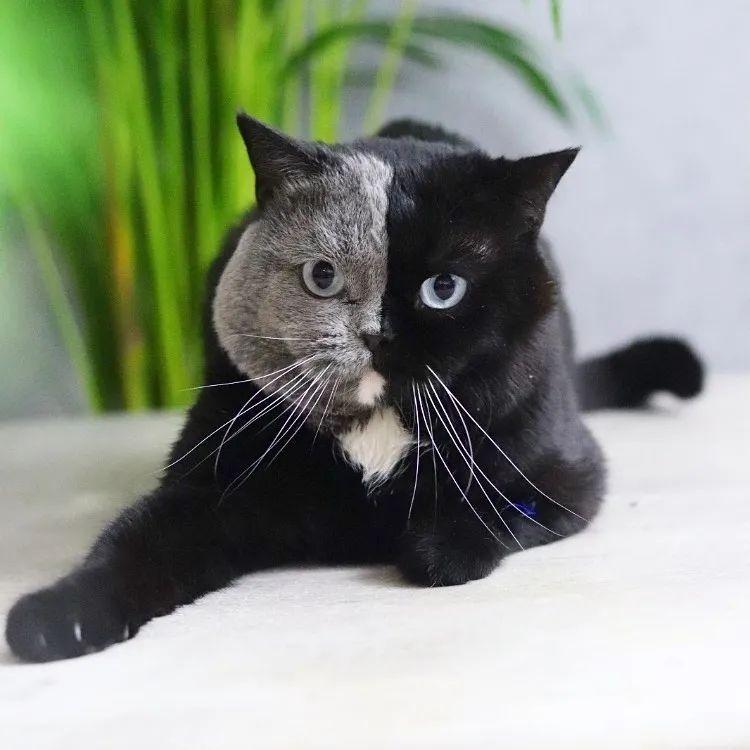 有些猫,天生长了两副妖颜惑众的脸,一半明媚,一半忧伤.