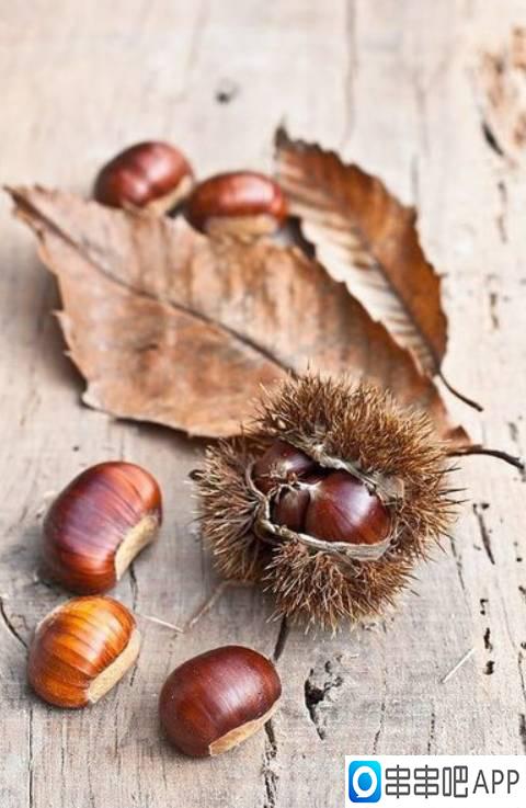 中秋必吃秋果之王栗子