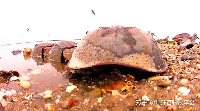 蓝色血液的动物叫什么名字 v2-362baa18c44932188e9d8cadb1f19397_r.jpg