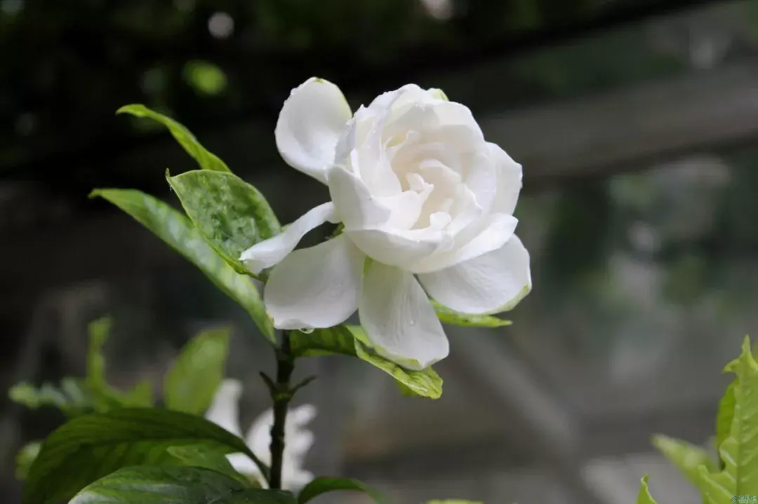 栀子花的优美诗词鉴赏 - 知乎
