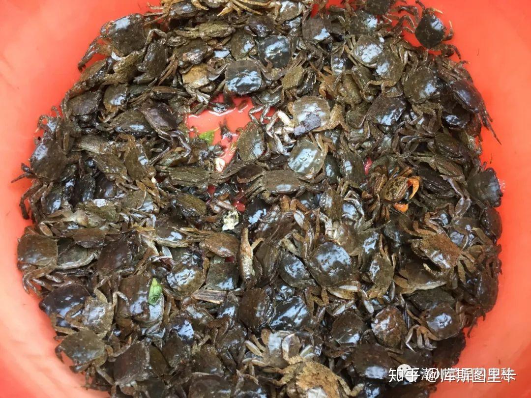 潮人吃蟹不拘品类,除了上篇所写的青蟹外,大到帝王蟹,旭蟹,小到瘪蟹