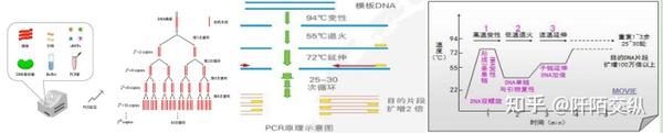 PCR反应体系——反应模板与缓冲液 - 知乎