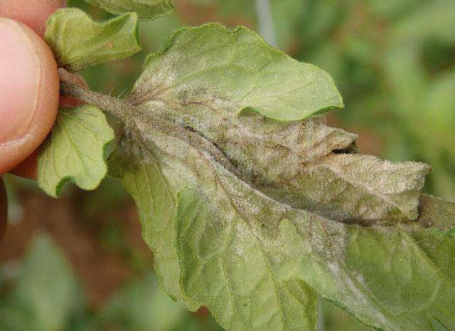 西红柿种植晚疫病危害大防治困难该如何进行预防和改善呢