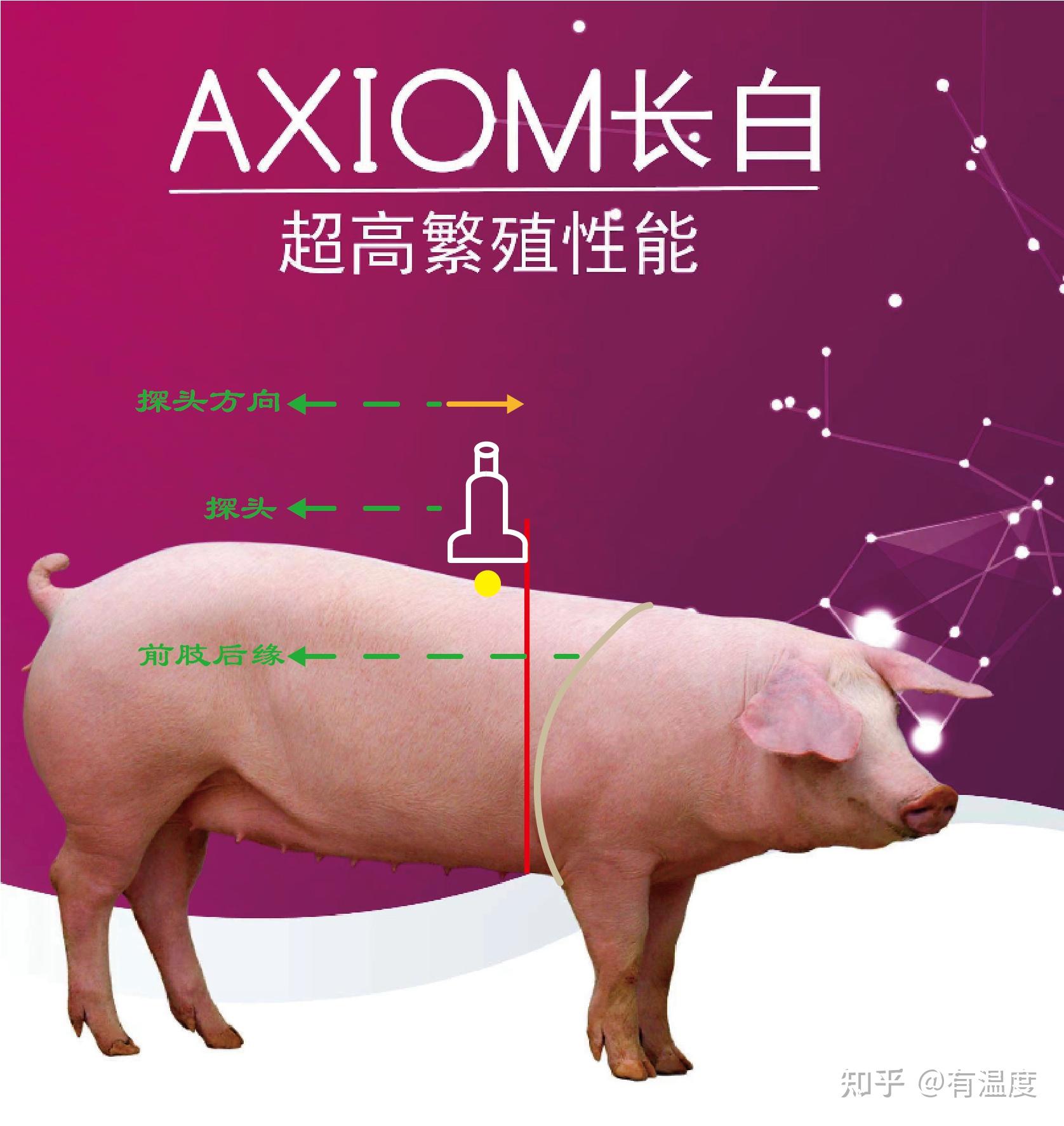 种猪的背膘测定 - 知乎
