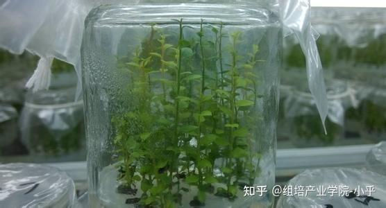 no3 快繁|蓝莓组织培养技术