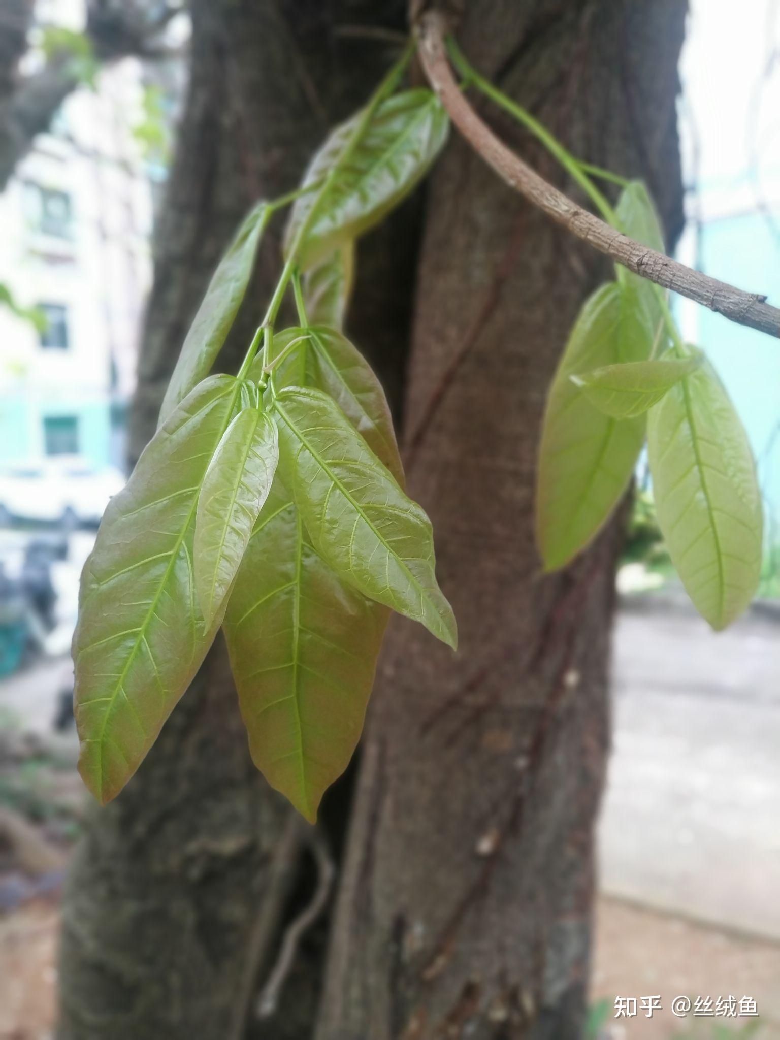 门前老树长新芽