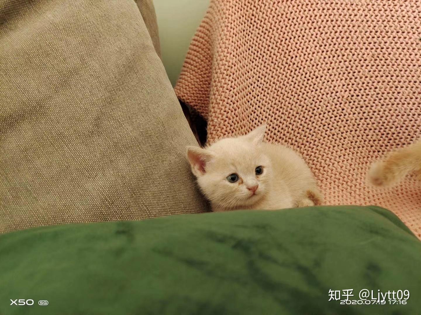一个月的小奶猫英短