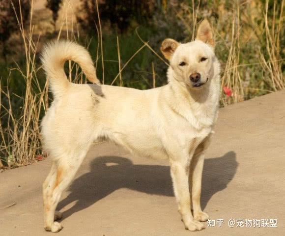 怎样的“土狗”才算极品？就看这5个点！ - 知乎