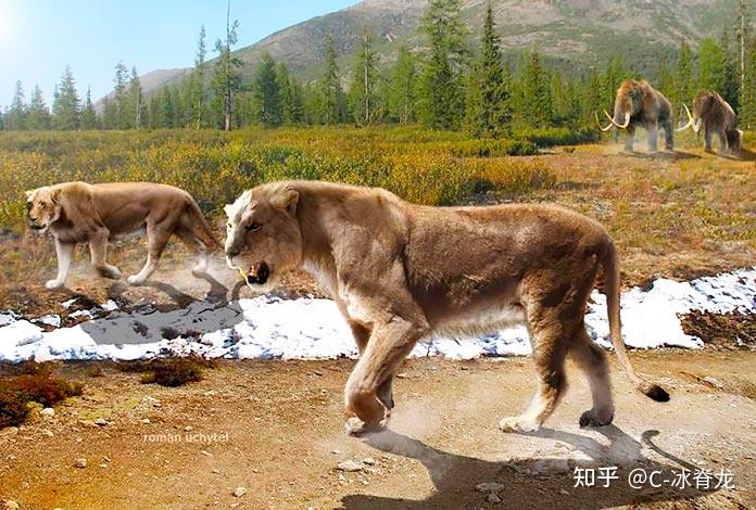 也有人提出,肯尼亞的查沃食人獅也可能是遺存下來的洞獅,而不是當地特