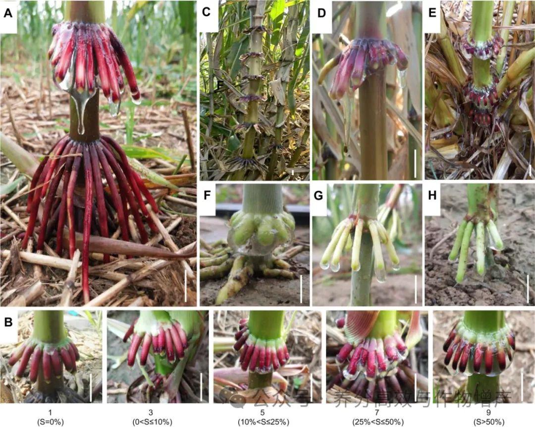 【J Integr Plant Biol.】解析玉米气生根粘液的固氮特性 - 知乎